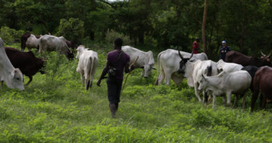 Transhumance : cap sur une cohabitation apaisée