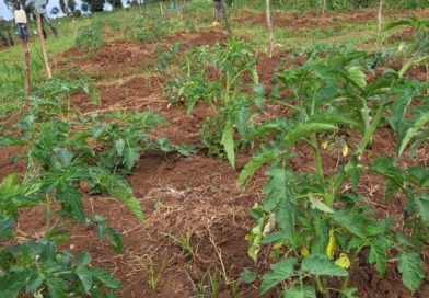 Bio-intrants : la révolution verte s’enracine au Sud-Kivu