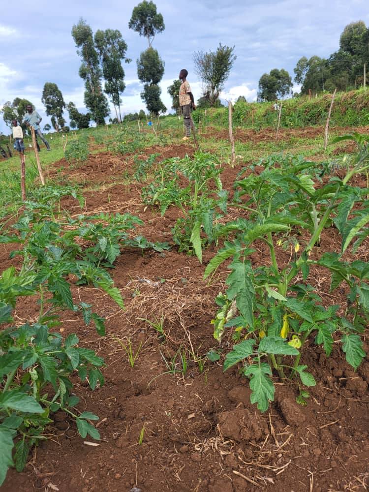 Bio-intrants : la révolution verte s’enracine au Sud-Kivu