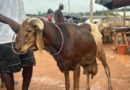 Tabaski: moutons hors de prix