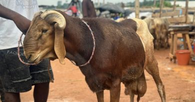 Tabaski: moutons hors de prix