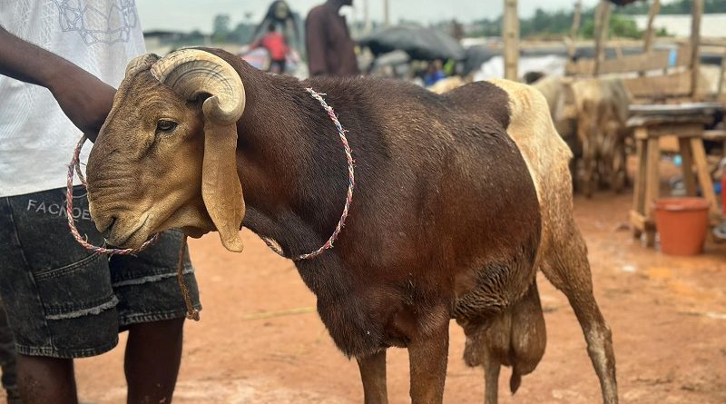 Tabaski: moutons hors de prix
