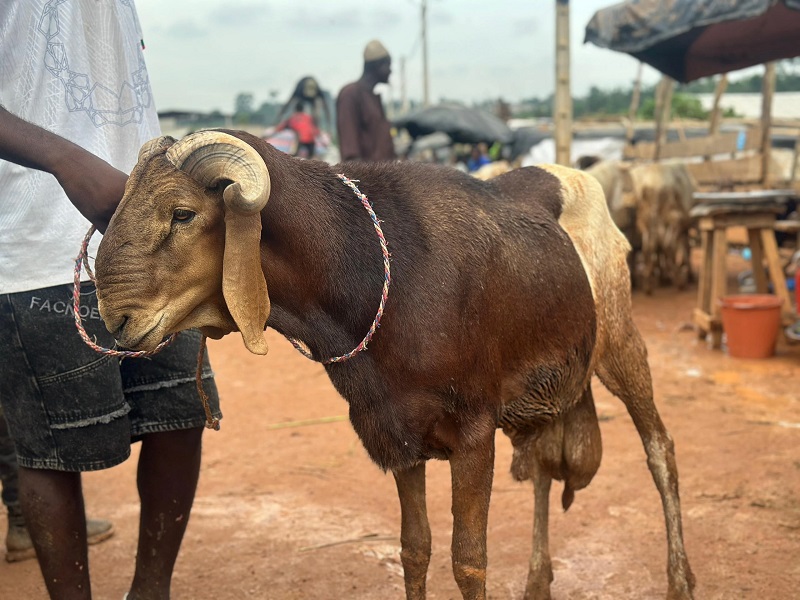 Tabaski: moutons hors de prix