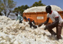 Au Togo, le malaise des cotonculteurs
