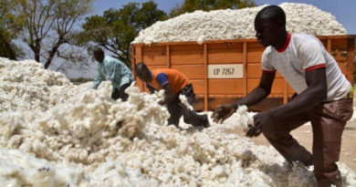 Au Togo, le malaise des cotonculteurs