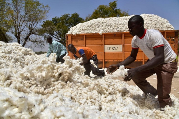 Au Togo, le malaise des cotonculteurs
