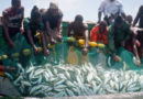Lomé au cœur des décisions pour sauver la pêche artisanale en Afrique de l’Ouest