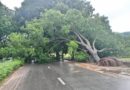 Lomé : la chute d’un arbre paralyse le boulevard Eyadéma sous les intempéries