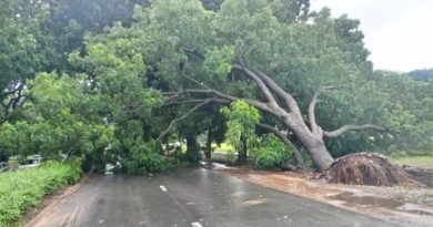 Lomé : la chute d’un arbre paralyse le boulevard Eyadéma sous les intempéries