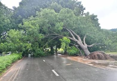 Lomé : la chute d’un arbre paralyse le boulevard Eyadéma sous les intempéries