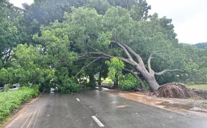 Lomé : la chute d’un arbre paralyse le boulevard Eyadéma sous les intempéries