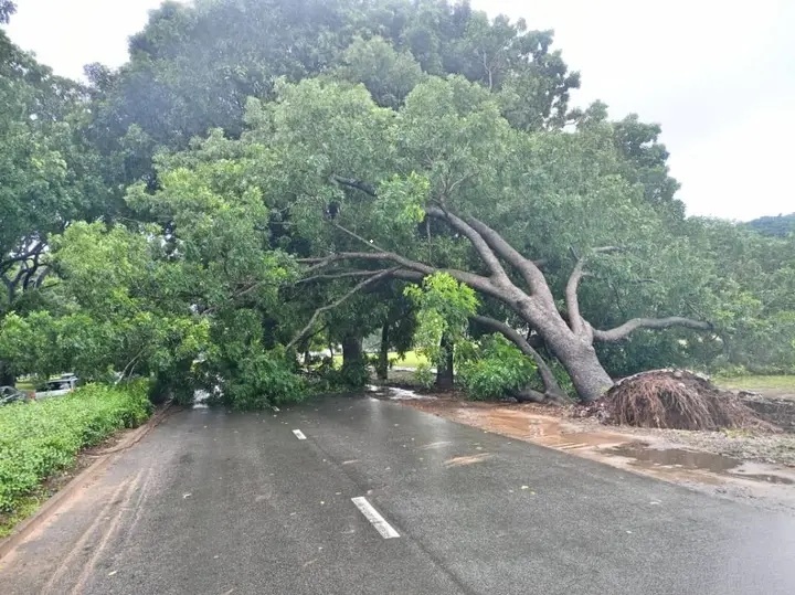 Lomé : la chute d’un arbre paralyse le boulevard Eyadéma sous les intempéries