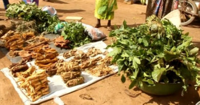 Lomé consacre les gardiens des savoirs ancestraux